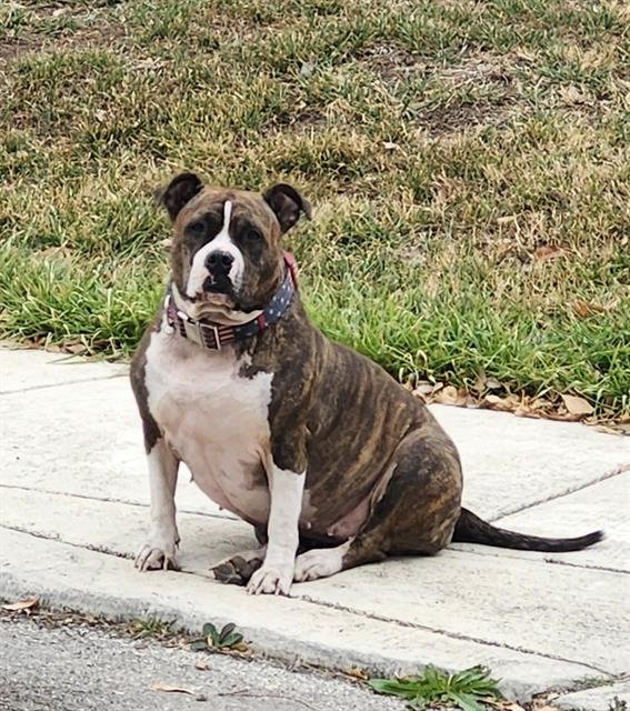 SASHA - American Staffordshire Terrier available for adoption