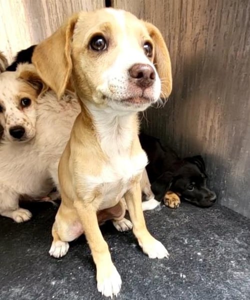 AMETHYST - Terrier available for adoption