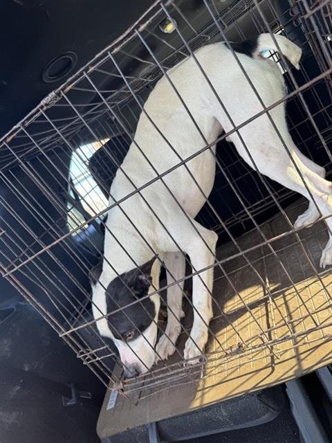 A793175 - Terrier available for adoption