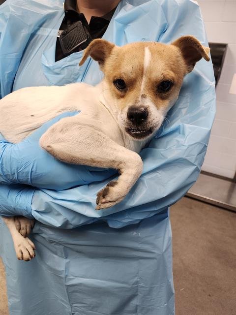 A786370 - Terrier available for adoption