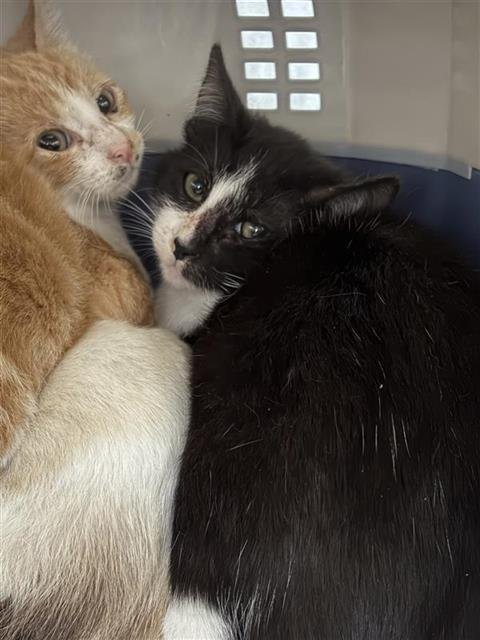 A790578 - Domestic Short Hair available for adoption