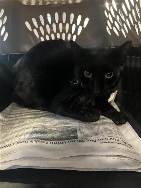 SIMON - Domestic Short Hair available for adoption