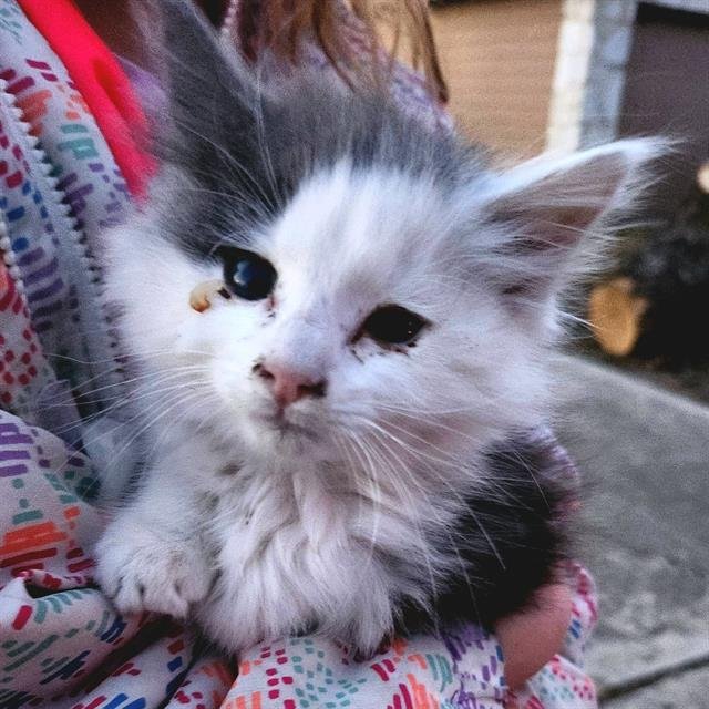 SIMBA - Domestic Long Hair available for adoption