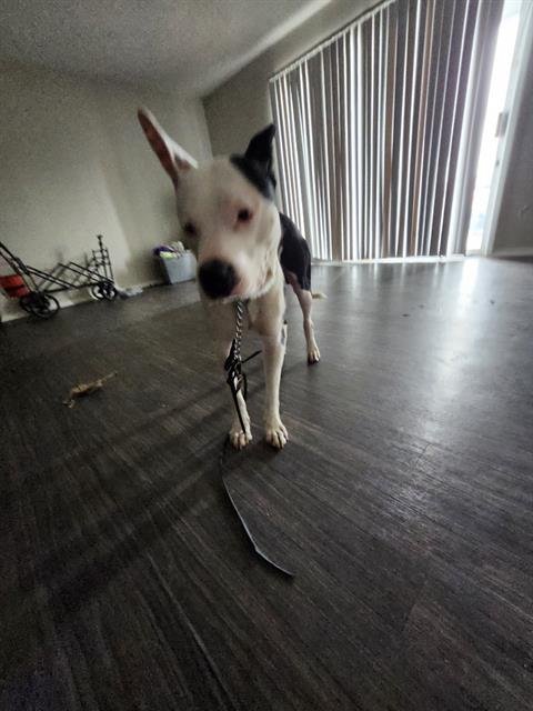 THOR Image