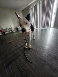 THOR - Photo 1