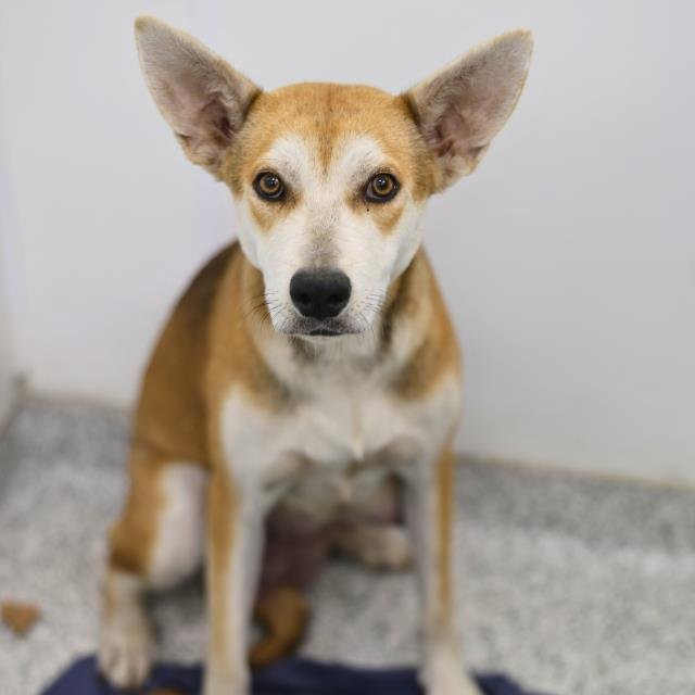 BELLA - American Staffordshire Terrier available for adoption