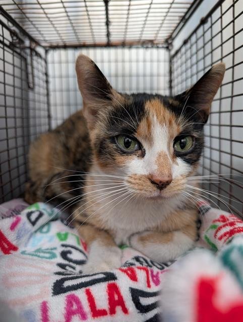 BETTY BOOP - Domestic Short Hair available for adoption