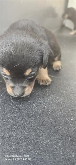 REBEL - Terrier available for adoption