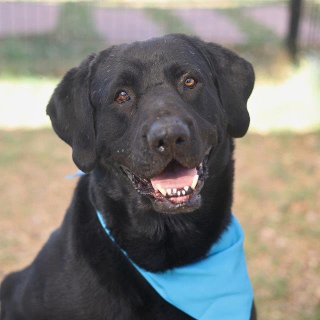 BUD - Labrador Retriever available for adoption