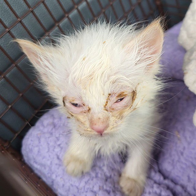 SUGAR - Domestic Short Hair available for adoption