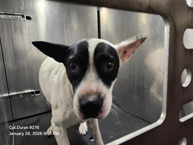 SHIRLEY - American Staffordshire Terrier available for adoption