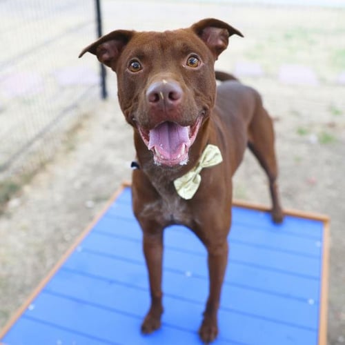 REMY - Labrador Retriever available for adoption