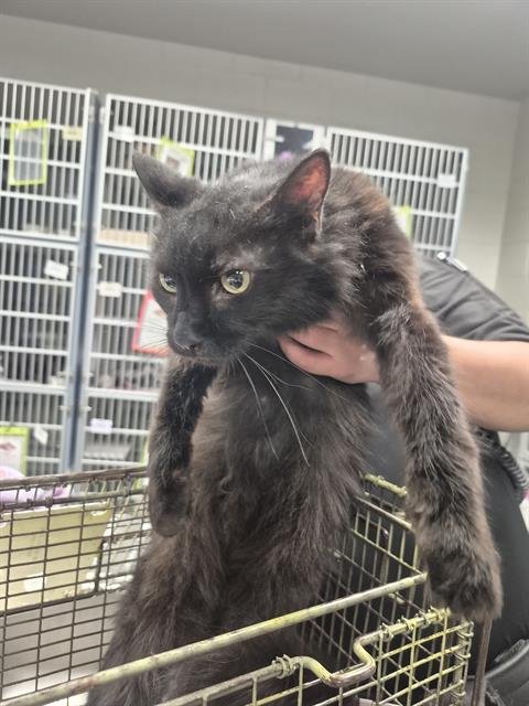 SNOOPY - Domestic Short Hair available for adoption