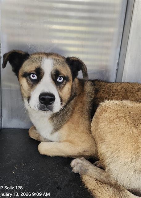 ROCKO - Akita available for adoption