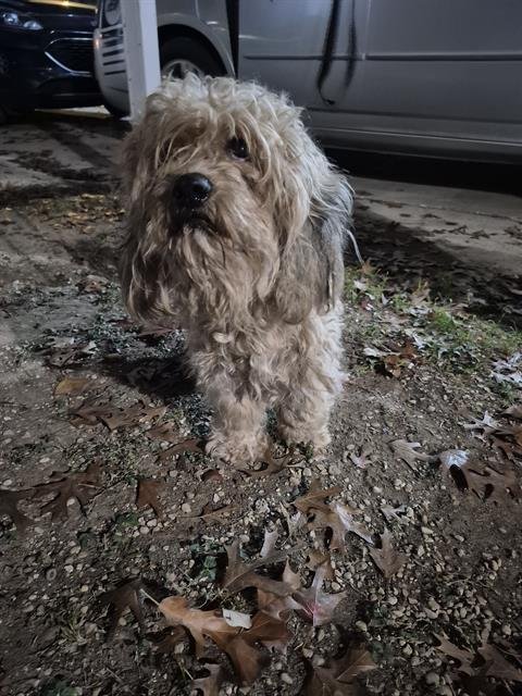 BILLIE - Maltese available for adoption