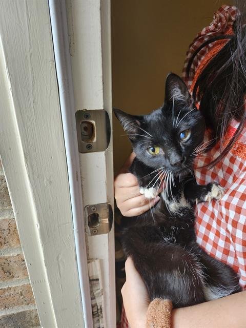 SUNNY - Domestic Short Hair available for adoption