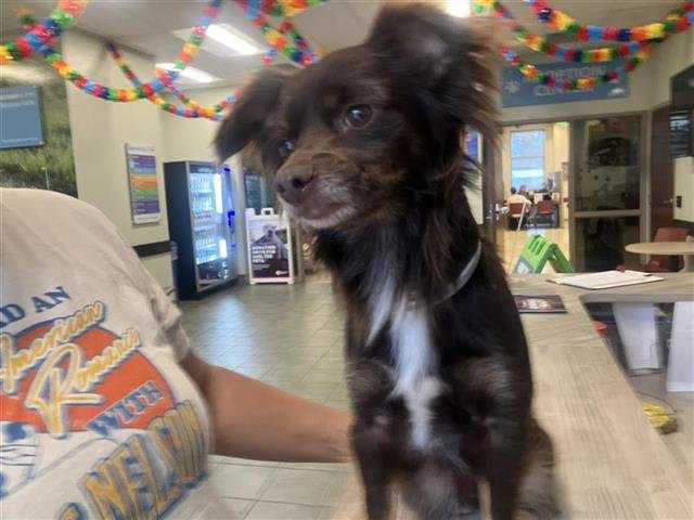 MR. BROWNSTONE Image