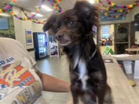 MR. BROWNSTONE - Photo 1