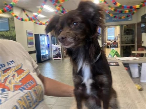 MR. BROWNSTONE - Chihuahua available for adoption