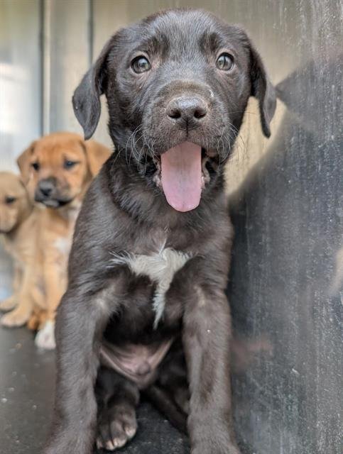 SPUTNIK - Labrador Retriever available for adoption