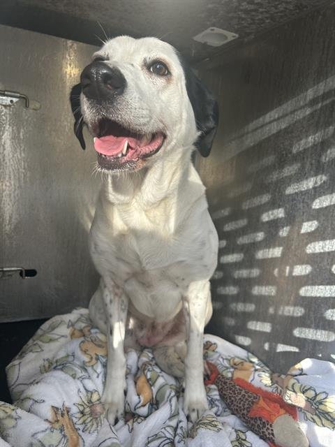 PIPPER - Hound available for adoption