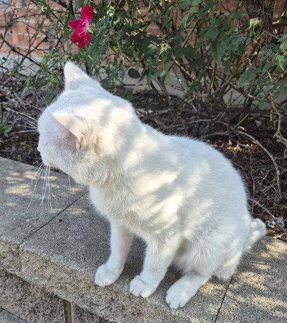 SKY - Domestic Medium Hair available for adoption