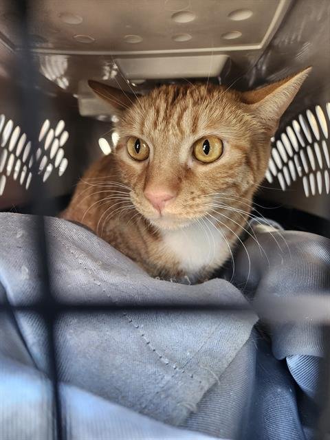 DORIAN - Domestic Short Hair available for adoption