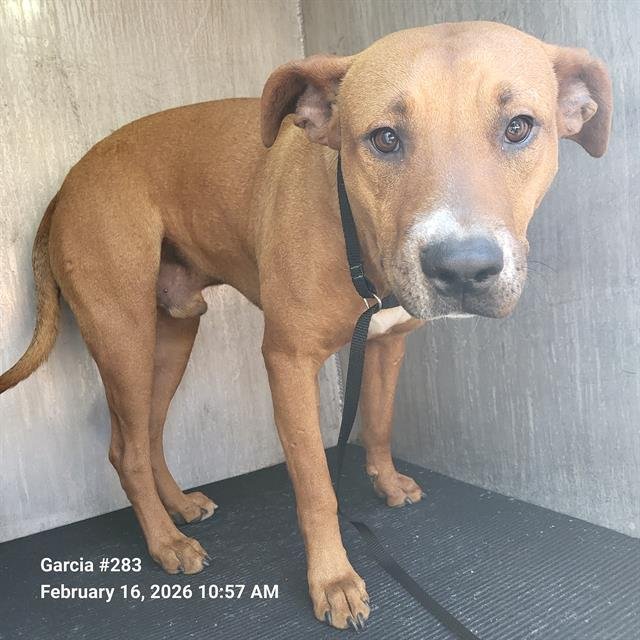 BROWNIE - American Staffordshire Terrier available for adoption