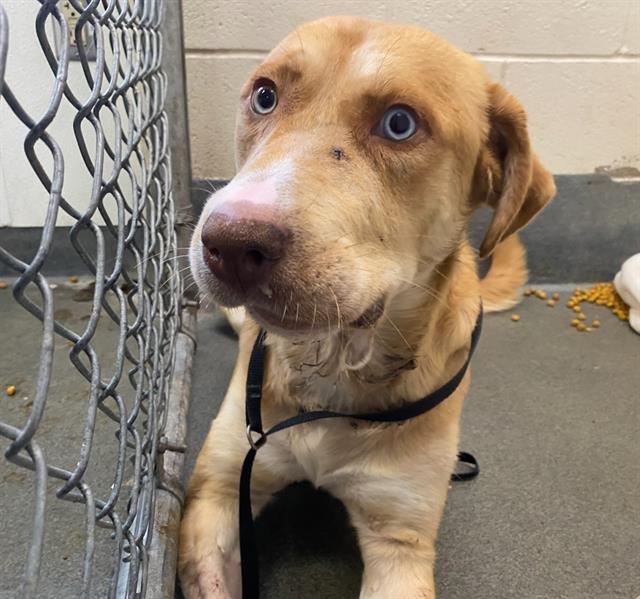 BENTLY - Husky available for adoption