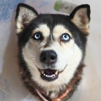 ABIGAIL - Photo 1