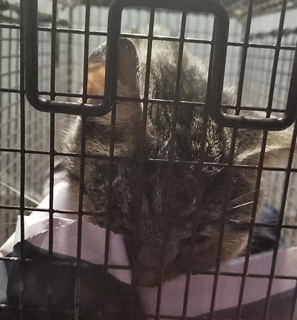 BELL - Domestic Short Hair available for adoption