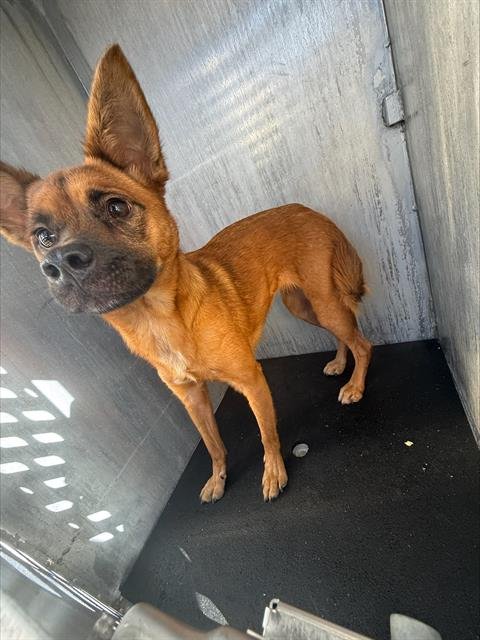 BRULEE - Labrador Retriever available for adoption