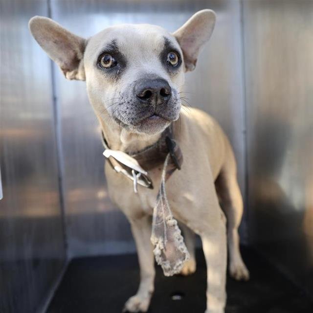 BLONDIE - Chihuahua available for adoption