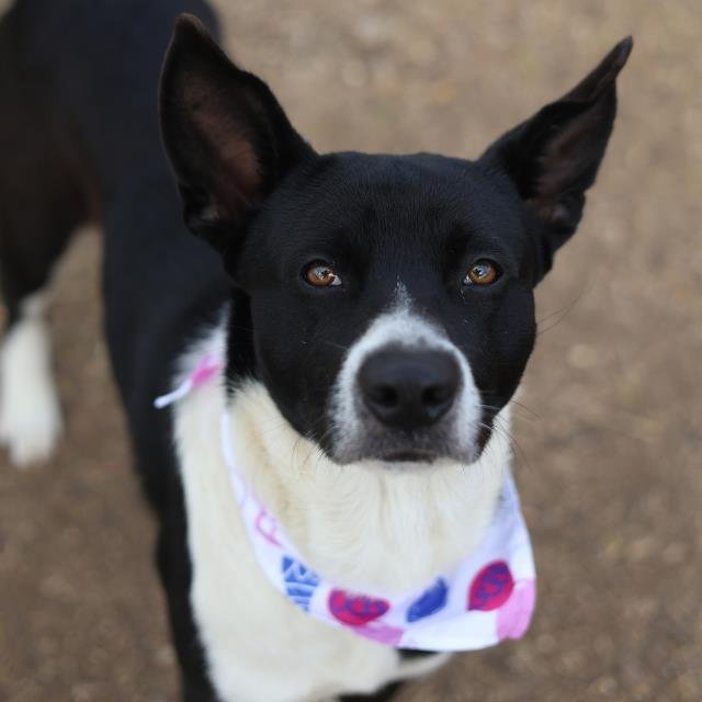 BANDIT - Border Collie available for adoption