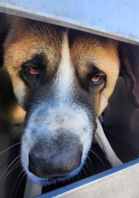 BEETHOVEN - Saint Bernard available for adoption