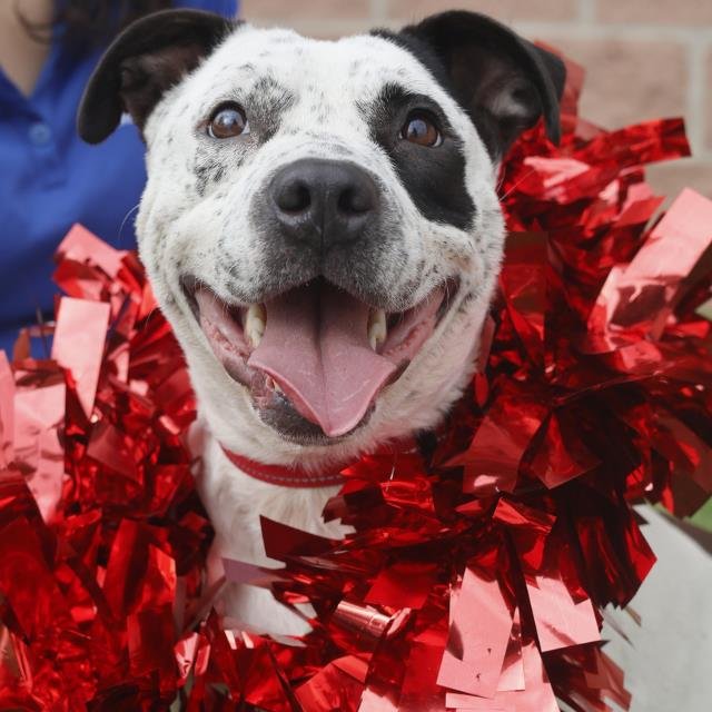 PEPPER - American Staffordshire Terrier available for adoption