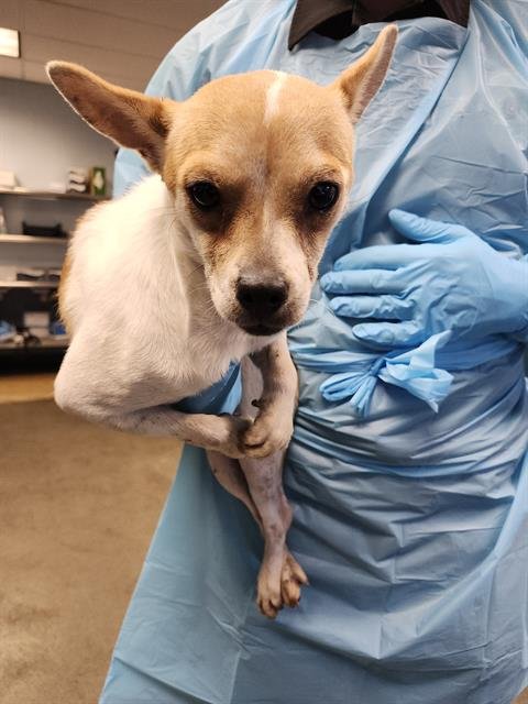 A786367 - Terrier available for adoption