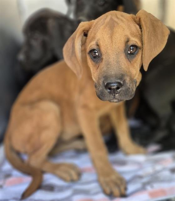 AUTUMN - Labrador Retriever available for adoption