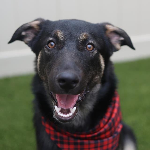 BORIS TREVINO - German Shepherd Dog / Belgian Shepherd Malinois available for adoption