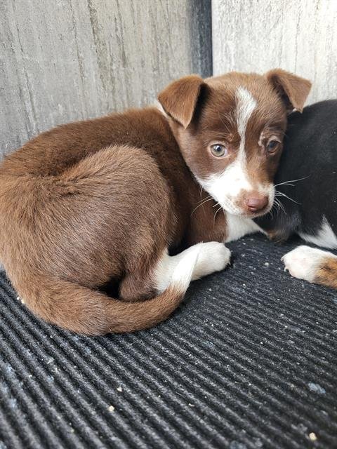 TANG - Terrier available for adoption