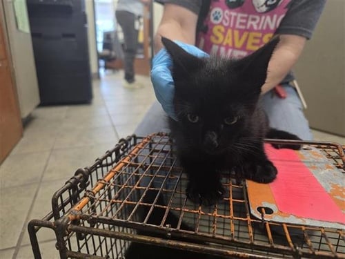 RICK - Domestic Short Hair available for adoption