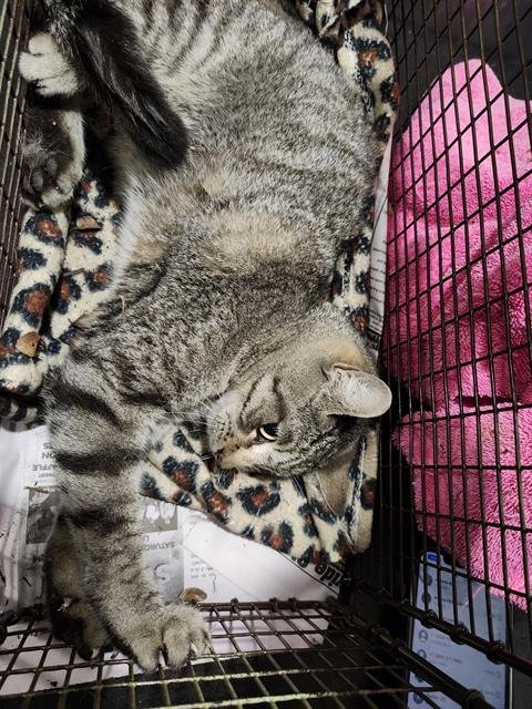 SIRACHA - Domestic Short Hair available for adoption