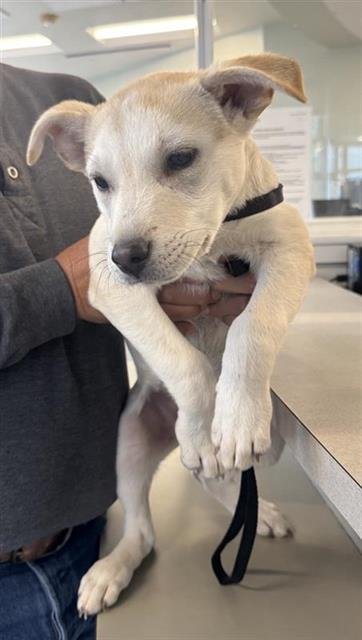 TUFFY - Labrador Retriever available for adoption