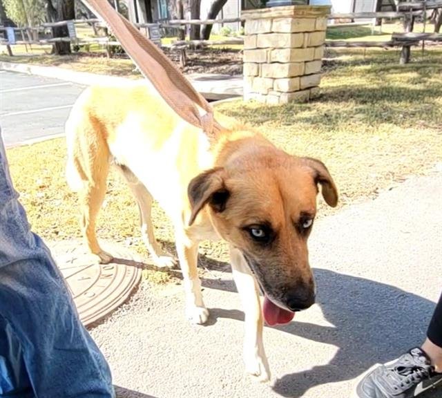 TANK - Labrador Retriever / Husky available for adoption