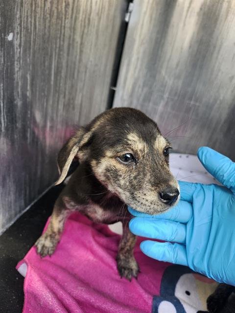 BELLA - Labrador Retriever available for adoption