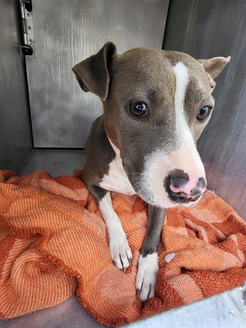 JUNEBUG - American Staffordshire Terrier available for adoption