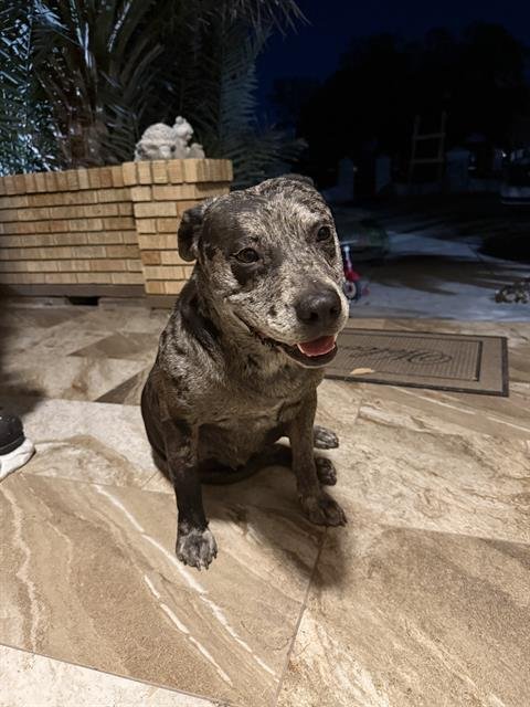 STORMI - Australian Cattle Dog/Blue Heeler available for adoption