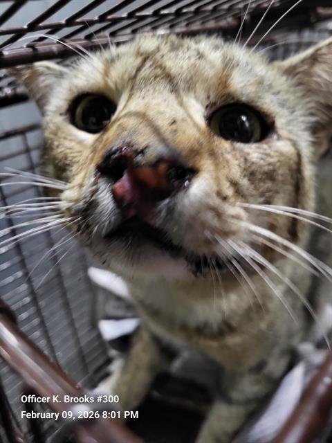 CHICLE - Domestic Short Hair available for adoption