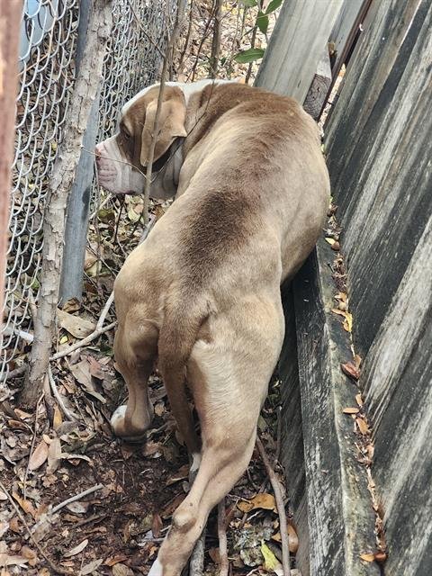 BRAVO - Bullmastiff available for adoption