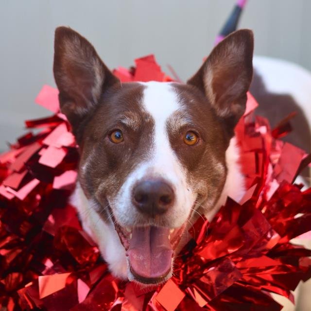 SAM - Australian Cattle Dog/Blue Heeler available for adoption